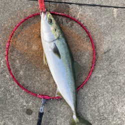 ブリ2枚釣れました