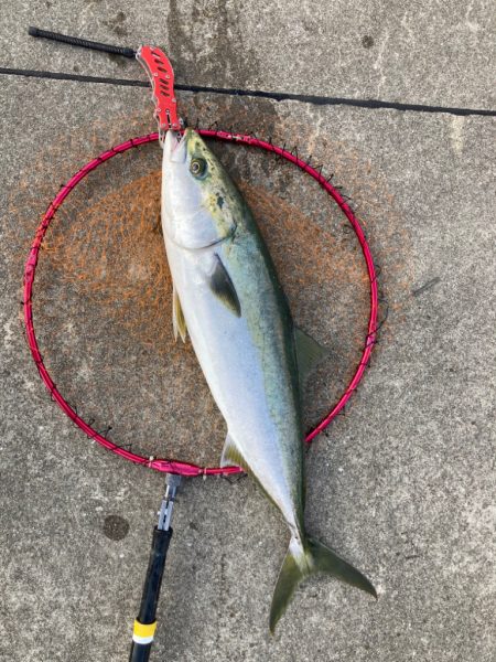 ブリ2枚釣れました