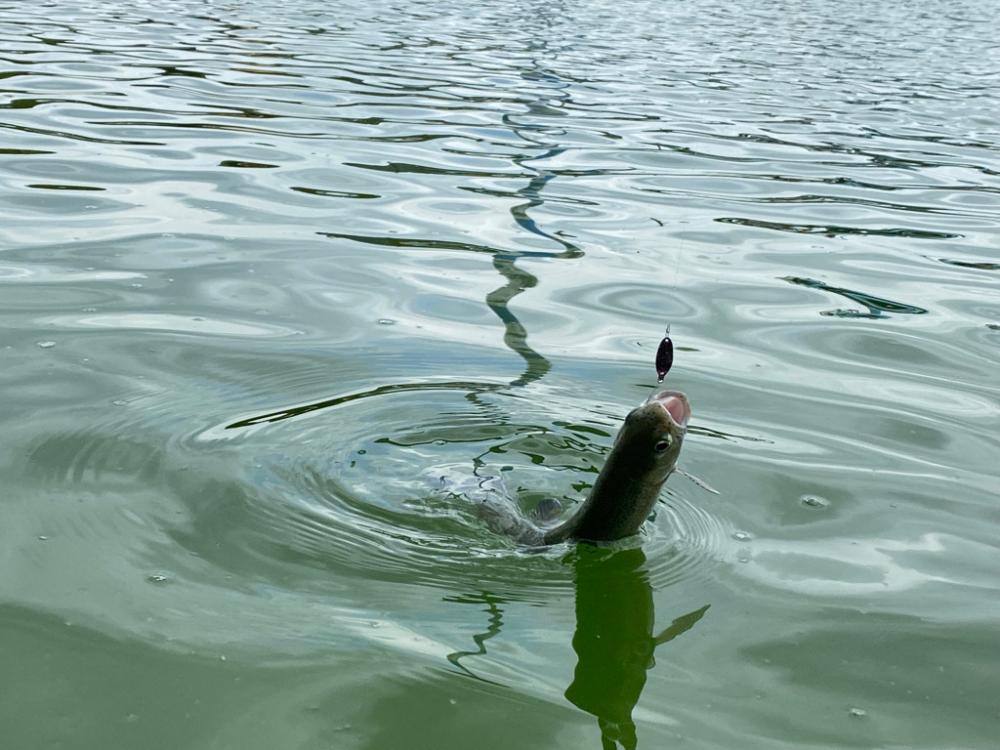 かめプー　エリアトラウト　管釣り