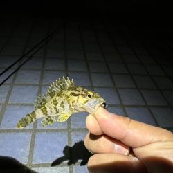 メバルはどこ🙄