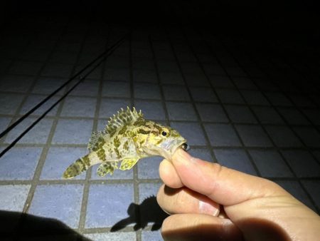 メバルはどこ🙄