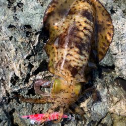 アオリイカ2.5キロオーバーキャッチ🦑