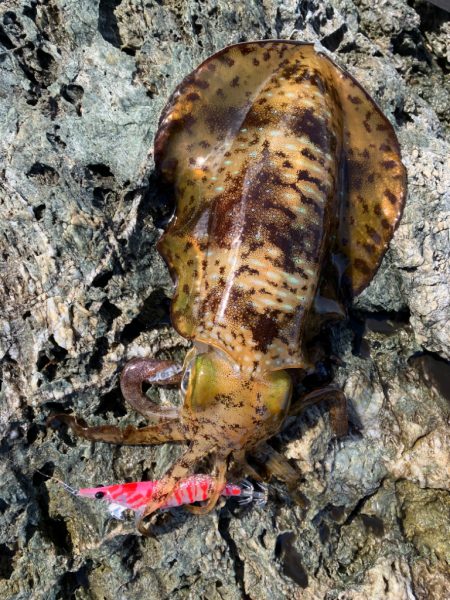 アオリイカ2.5キロオーバーキャッチ🦑