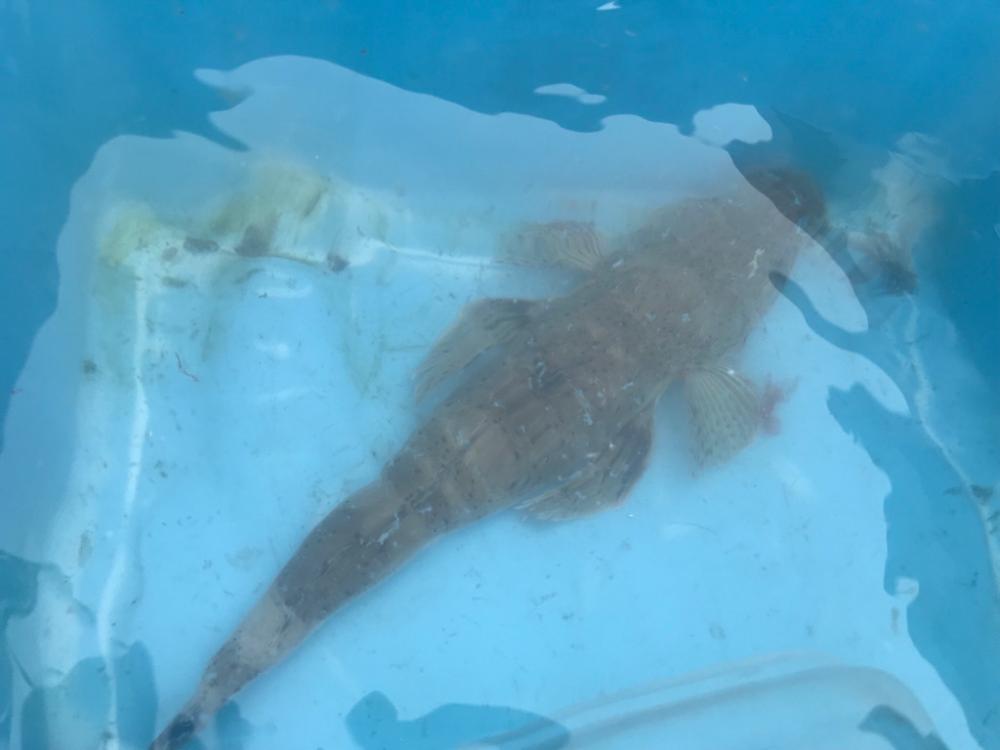 栄真丸カットウ釣り