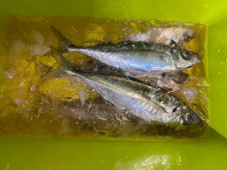 バチコンでギガアジ