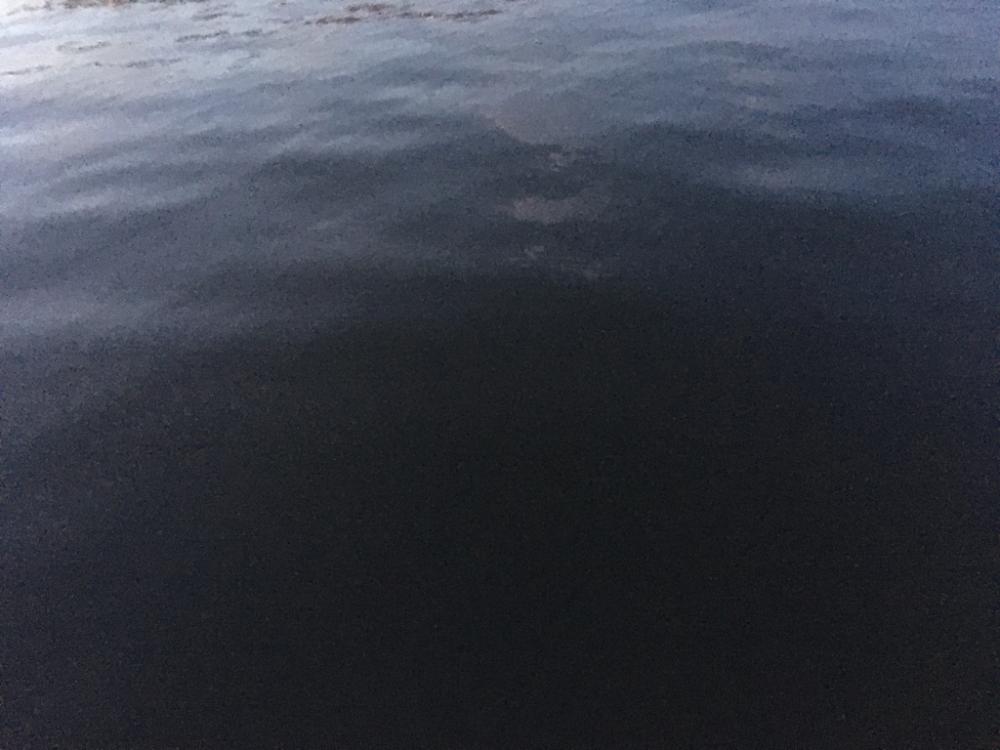 なんとか、チヌ。