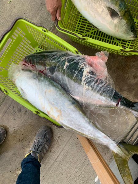 苦節4年 人生初のブリ！