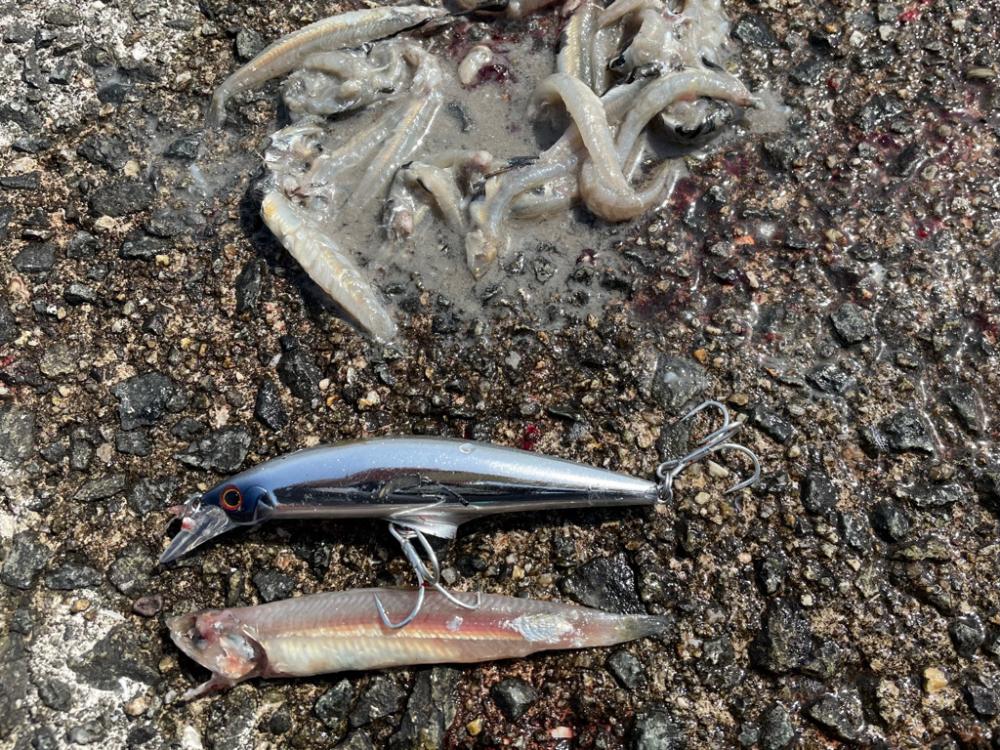 23 ショアジギ　初釣果ブリ‼️