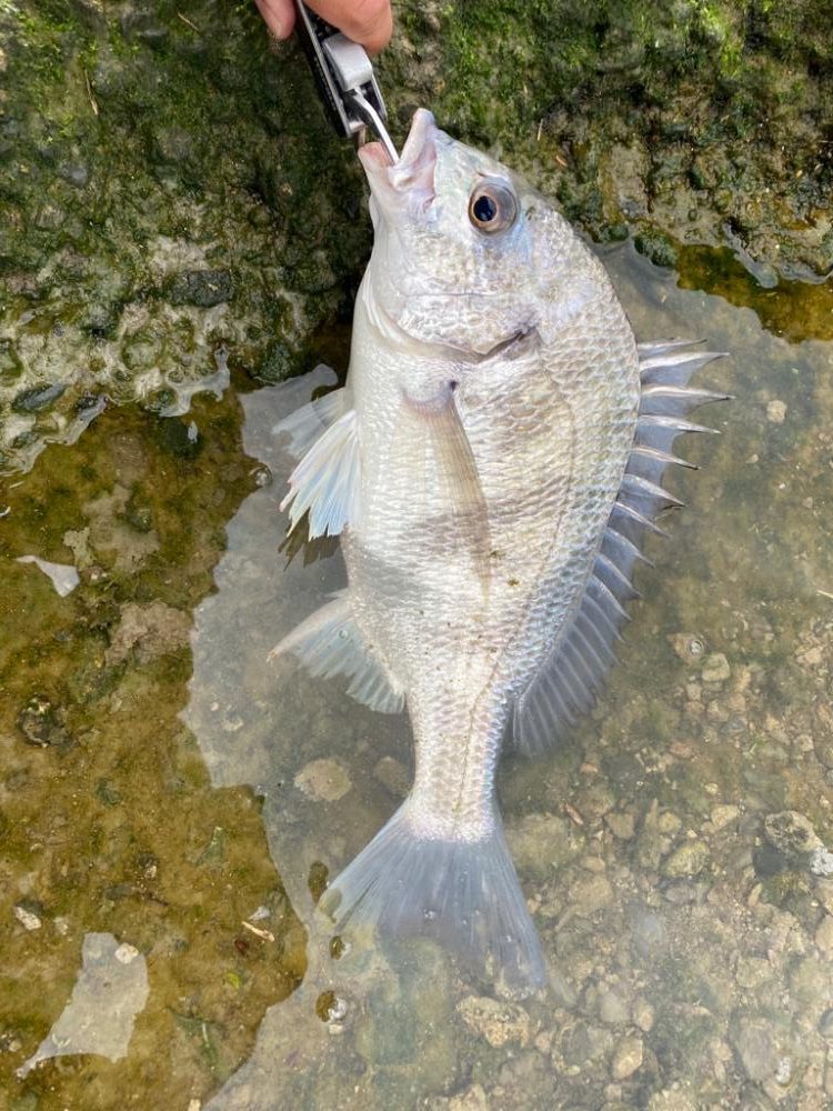 チニング 1時間で4匹