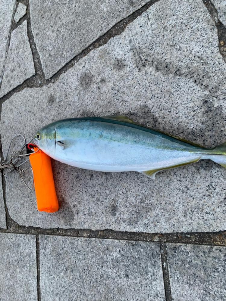 逃した魚は。。