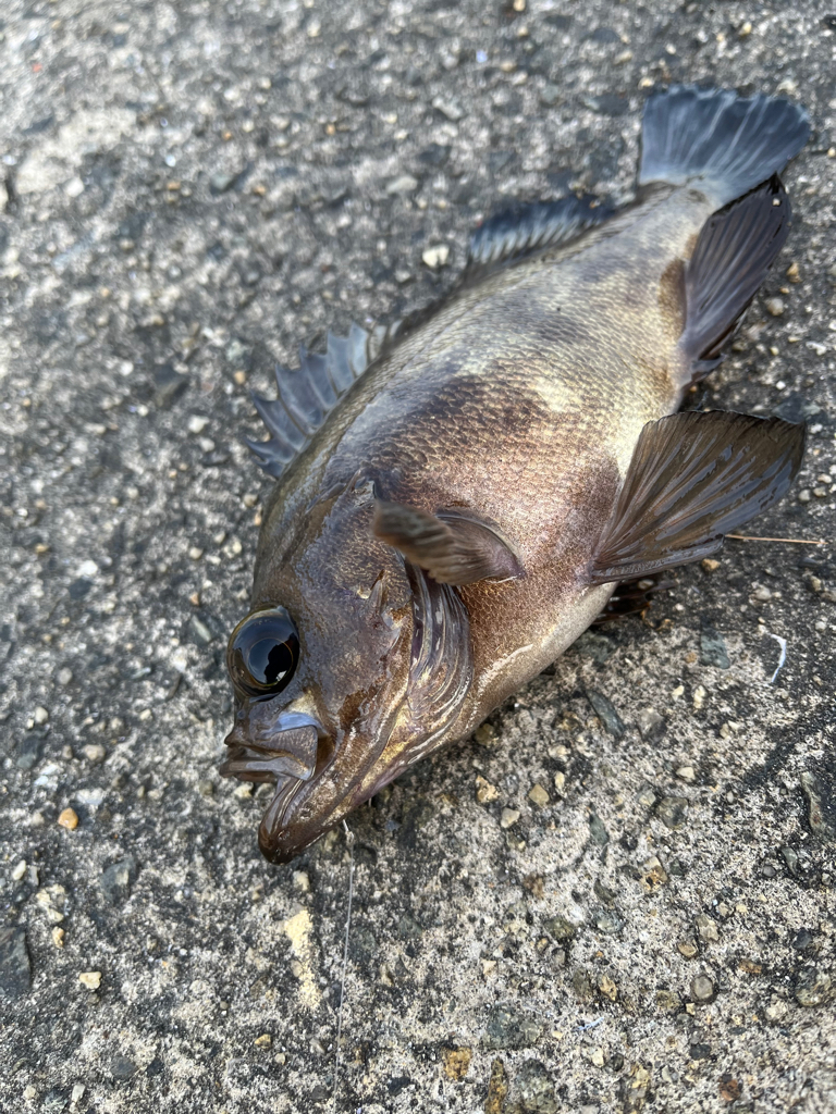 ムコイチ（エビ撒き）