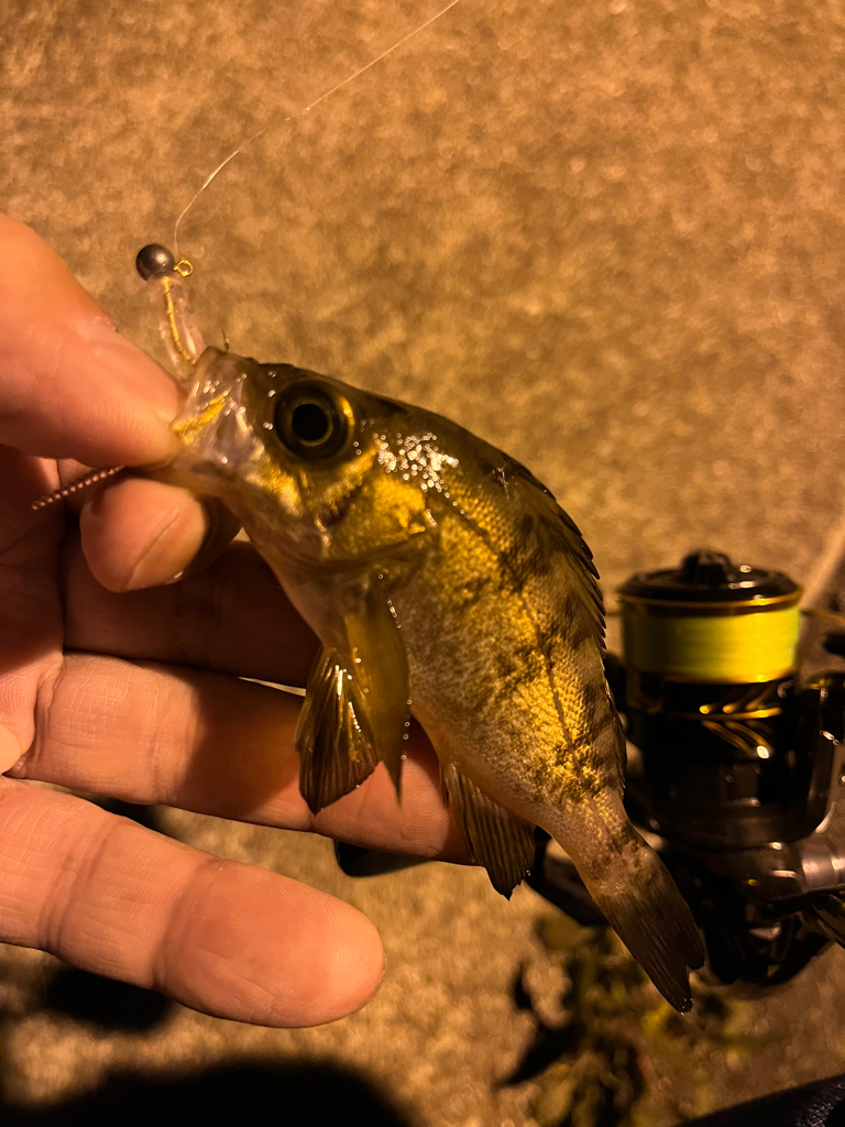 風が寒い・・・釣果も