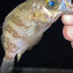 今日もライトゲーム！