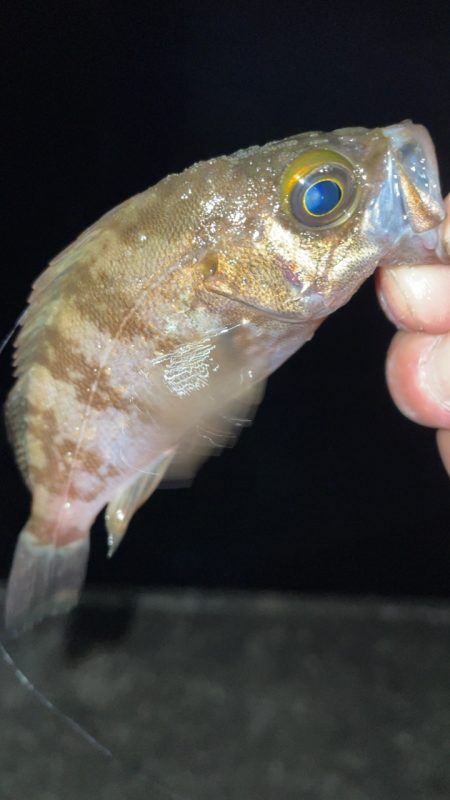 今日もライトゲーム！