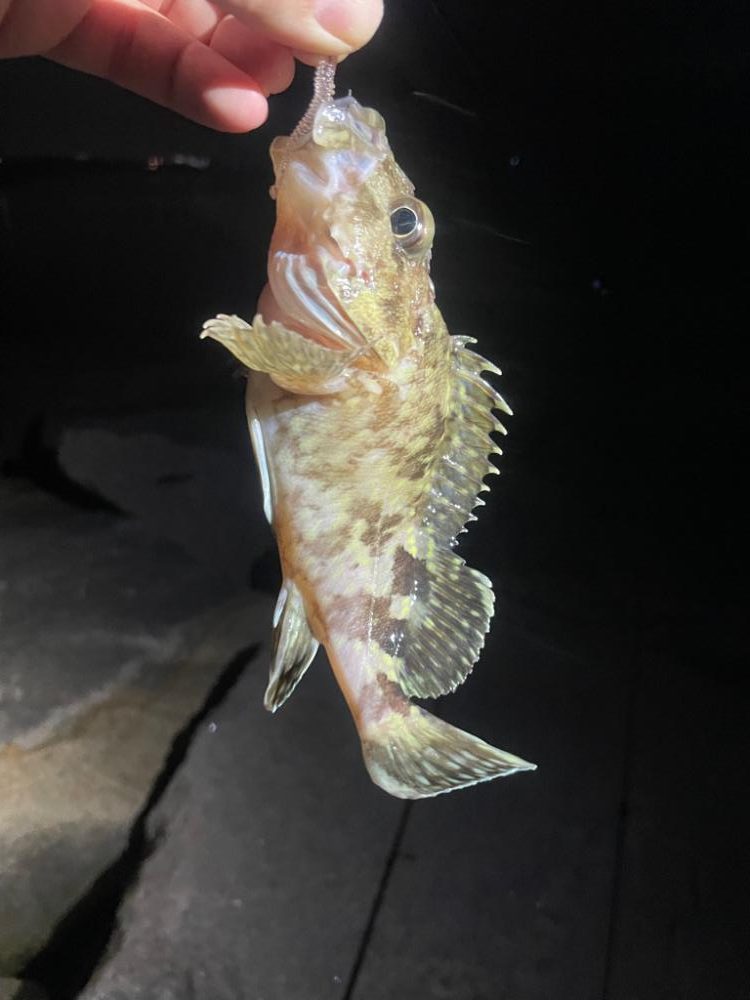 夜中のアナゴ釣り