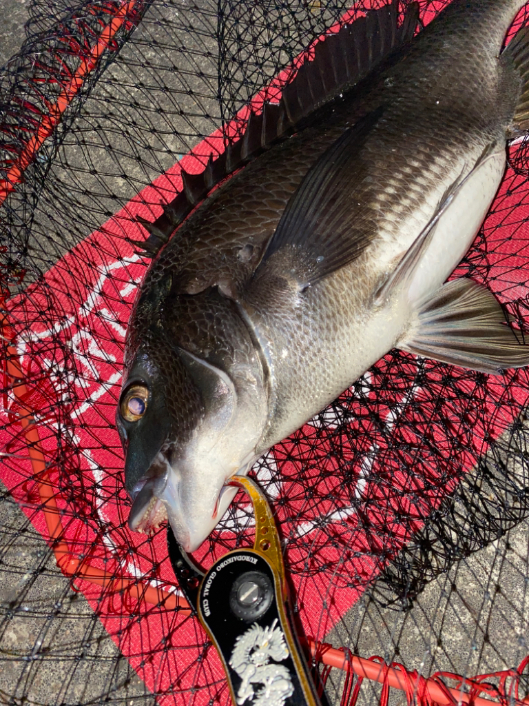 ヘチってきました