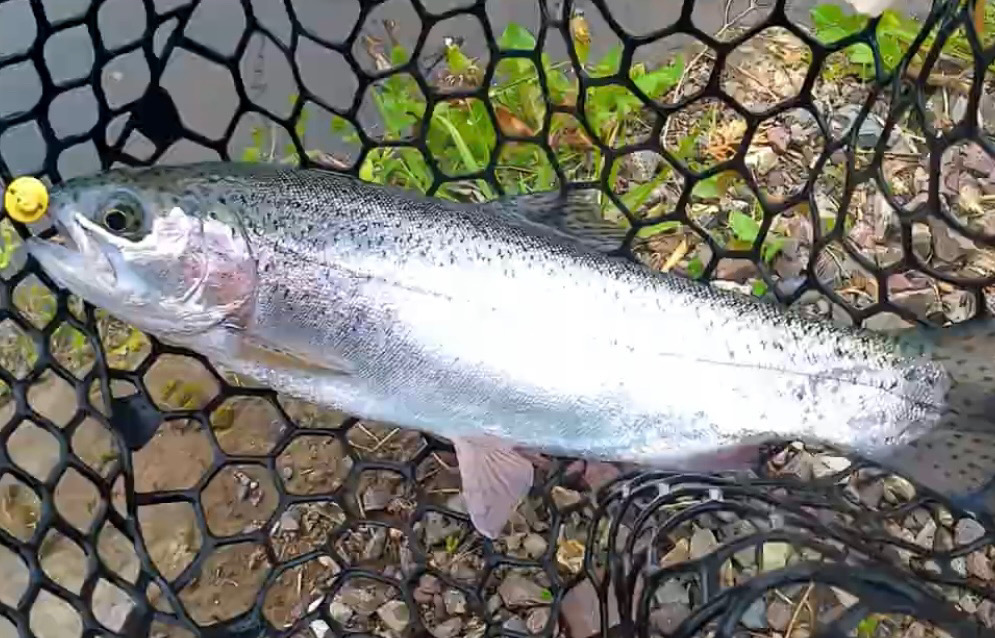 お昼からエリアトラウト