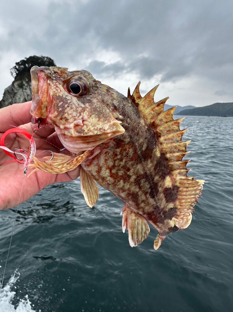 4/25 橘湾ジギング&タイラバ