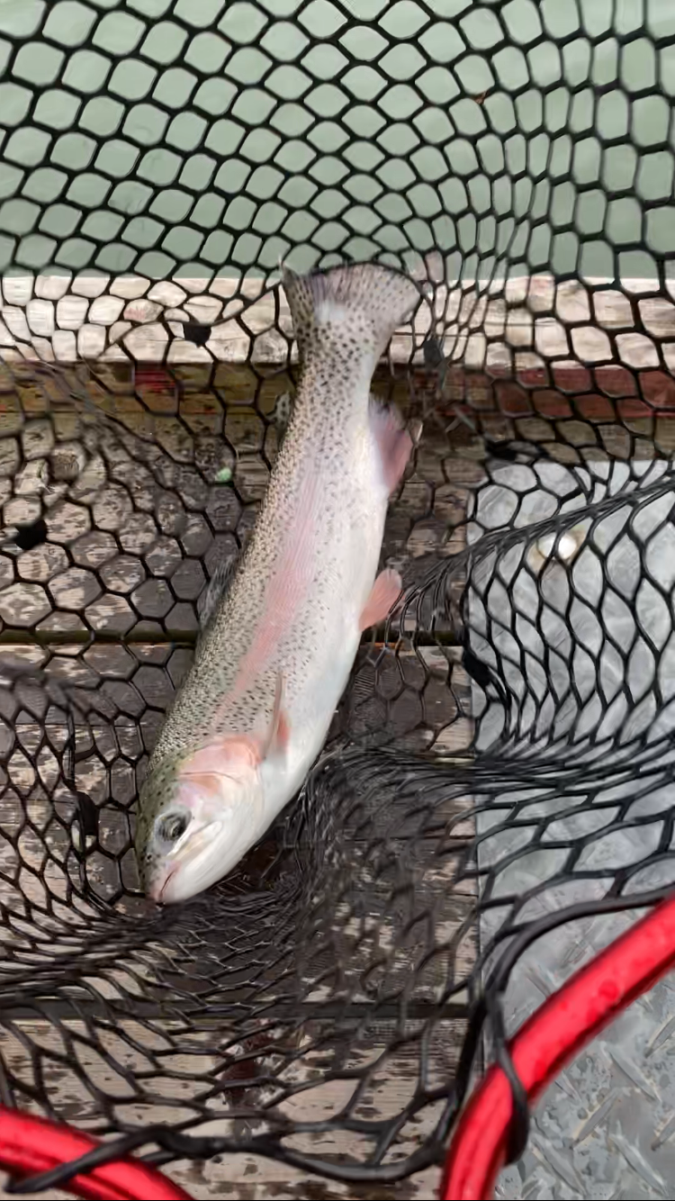 曇天トラウト爆釣!