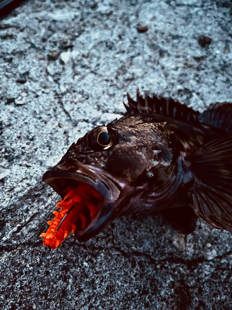 ロックフィッシュ