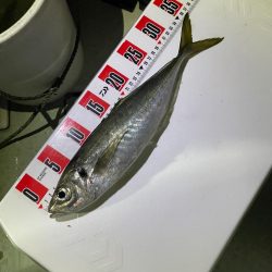 ボートアジング🌊🛥