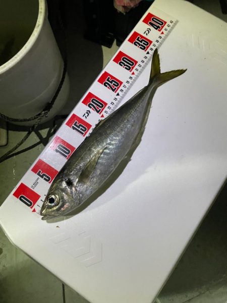 ボートアジング🌊🛥