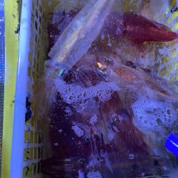 ヤリイカメタルのはずが…