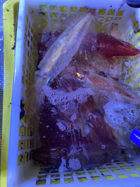 ヤリイカメタルのはずが…