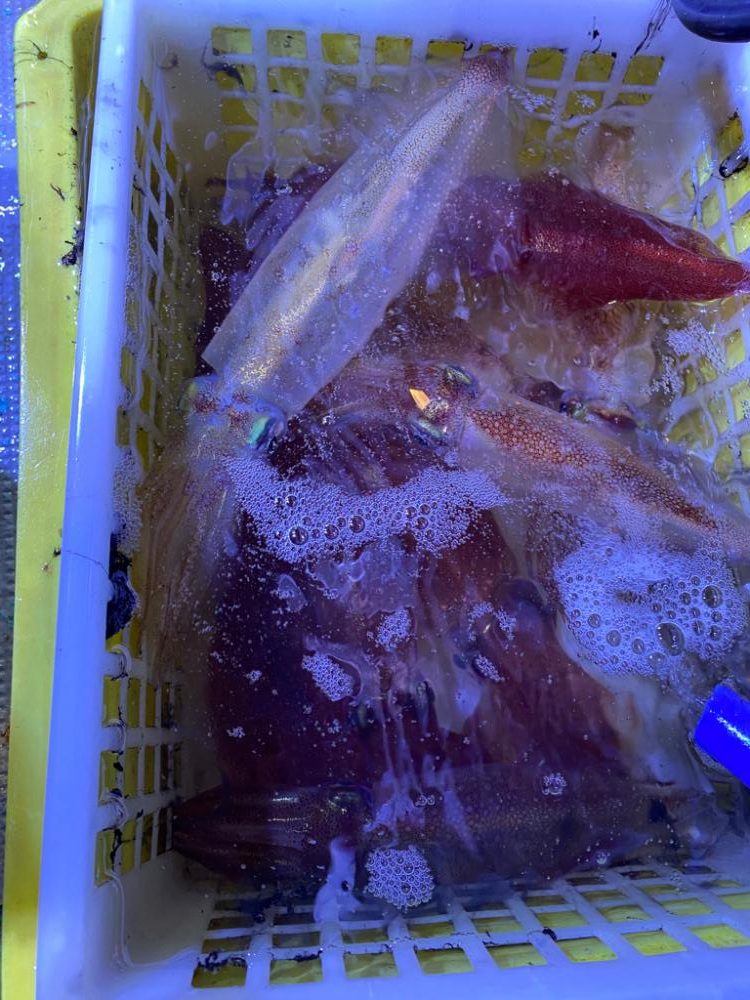 ヤリイカメタルのはずが…