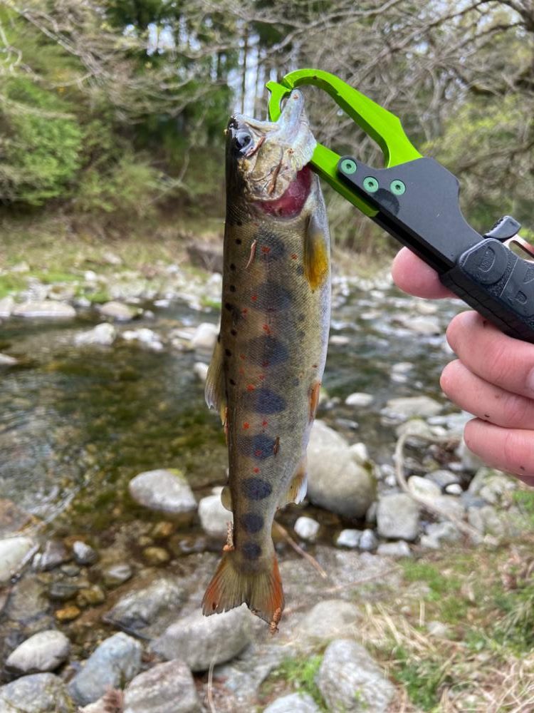 名水まつりのアマゴ釣り