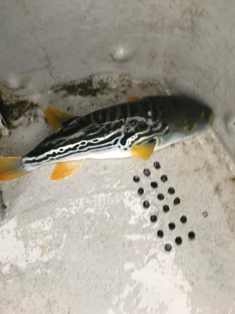 超爆！室津のカットウ