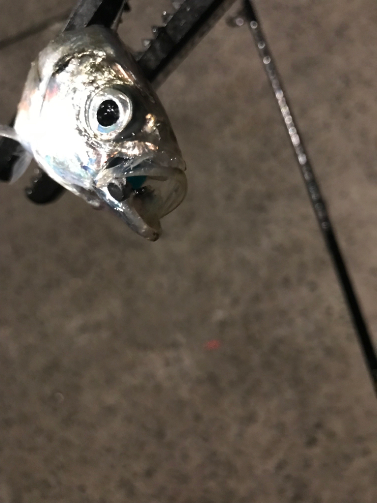 久しぶりの投稿