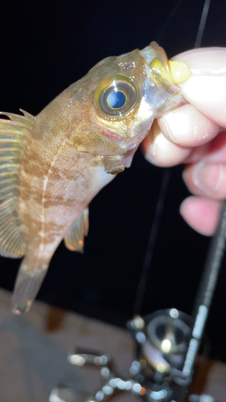 爆風メバリング