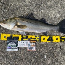 DAY2 南港のつり