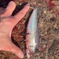 メジロ！2023ライトゲーム第15戦