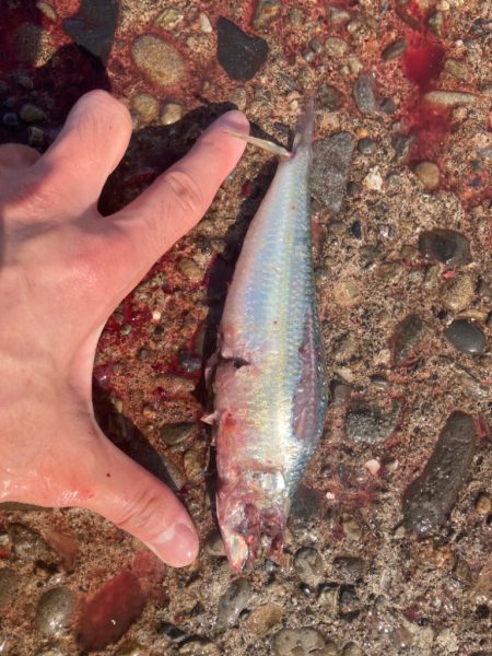 メジロ！2023ライトゲーム第15戦