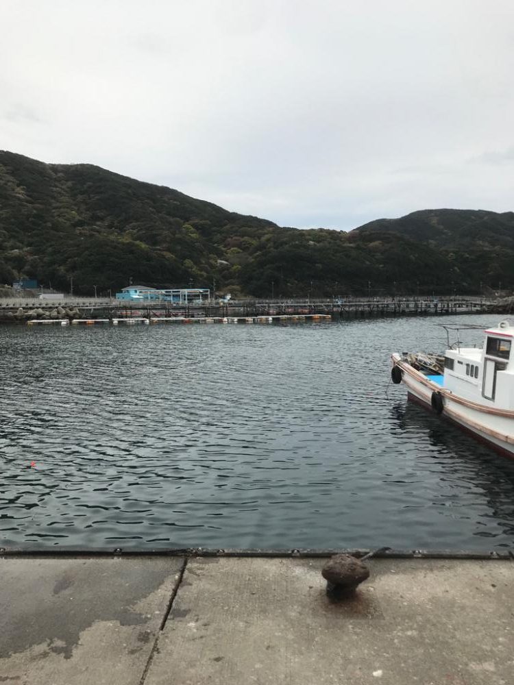 シーバスウヨウヨ!