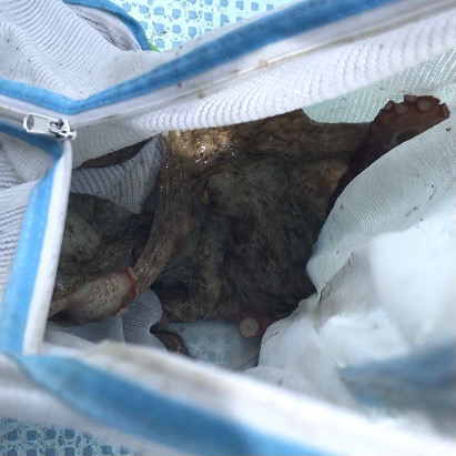 船タコしぶかった