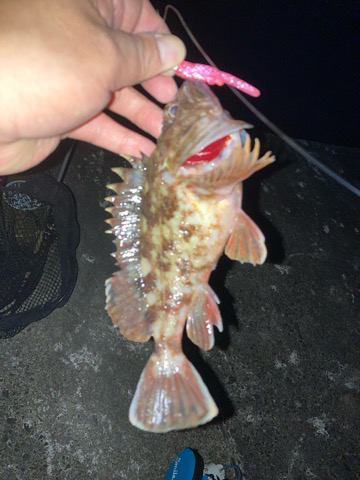 今年初の沖堤は・・・