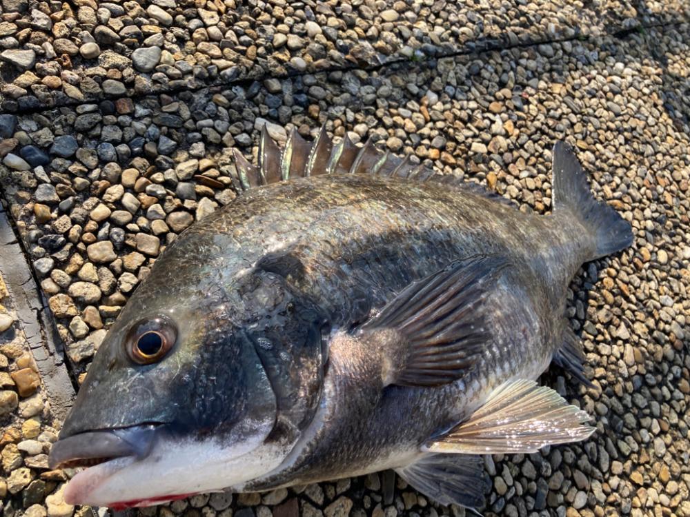 ぽかぽか陽気、魚の活性高い