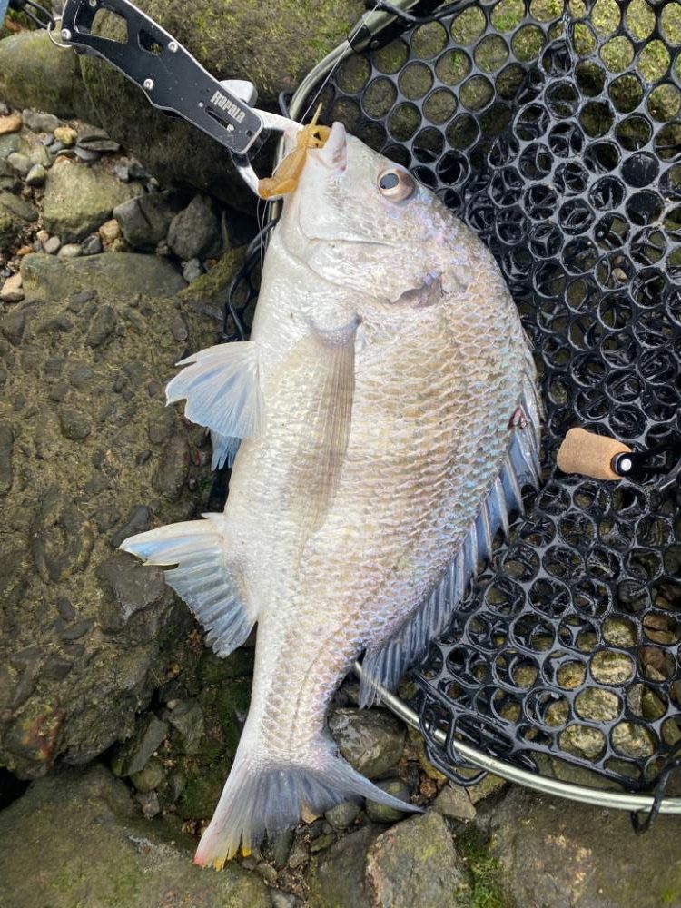 チニング  所により入れ食い