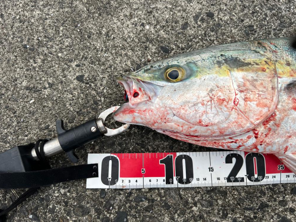 ポッパー丸呑み！連日のブリ！