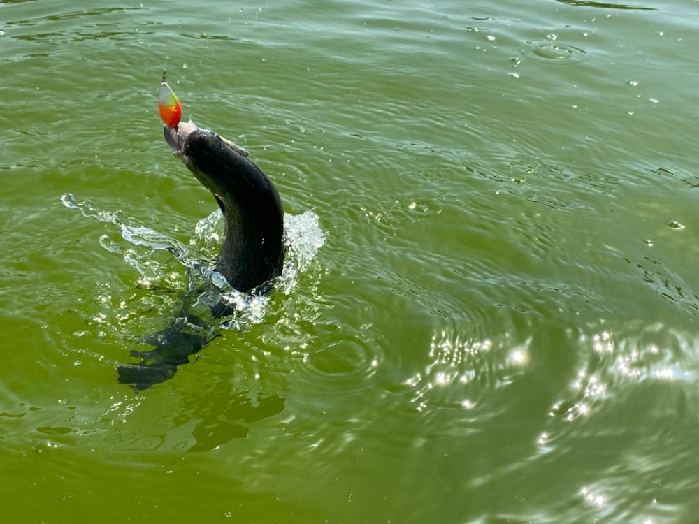 放流パターン爆破　かめプー