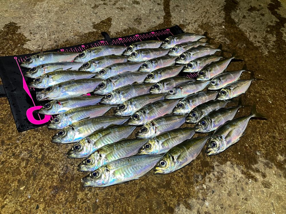 離島アジング爆釣!