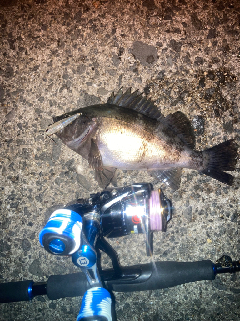 メバルプラッギング