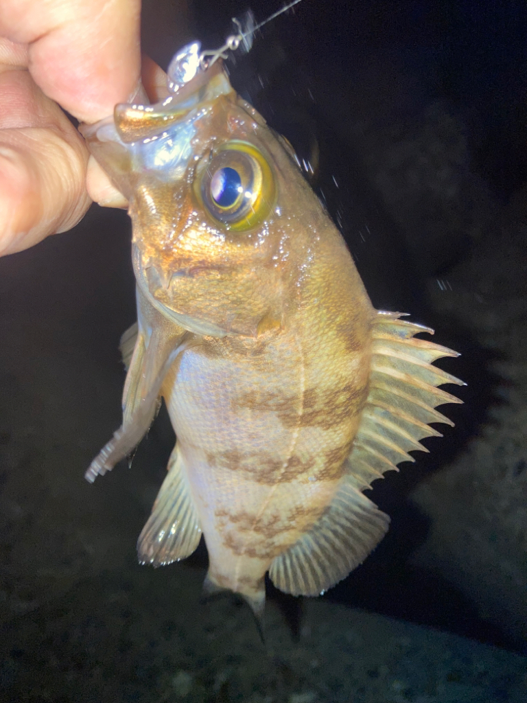 2023ライトゲーム第14戦