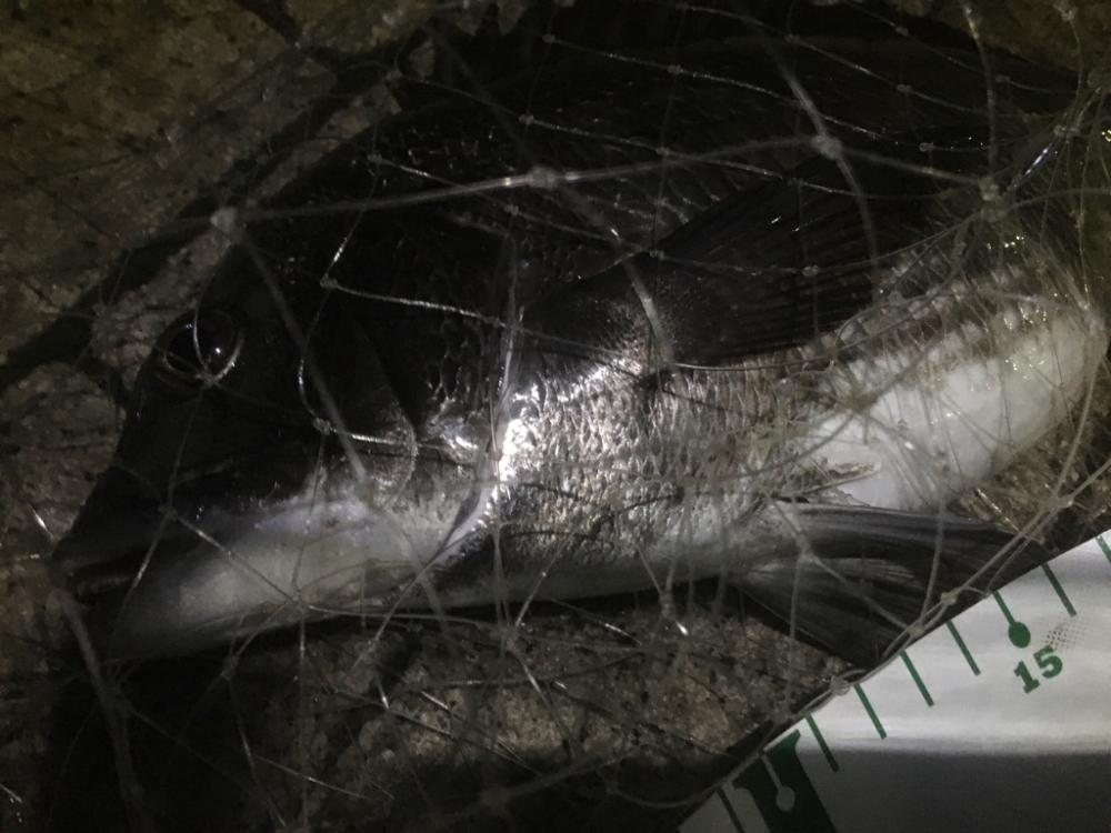 ヘチでチヌ、ブリは不発