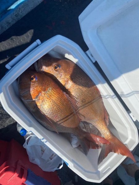 真鯛、青物、根魚の強烈な時合い有り！マハタ…