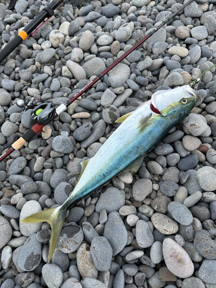 相棒はマリノ9.9Ｈ