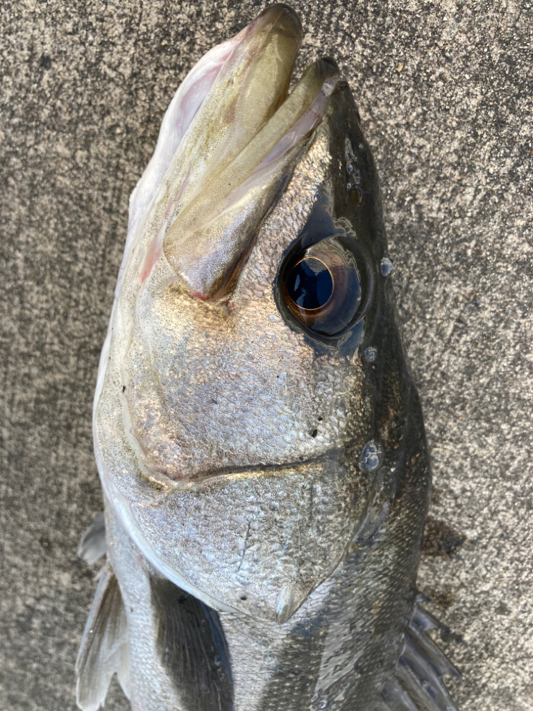 まだ肌寒い朝からエビ撒き